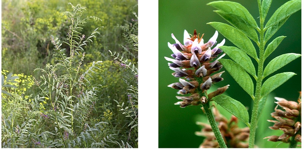 Two images display licorice plants. On the left, a lush green plant with slender leaves in a field. On the right, a close-up of a flower spike with purple petals.