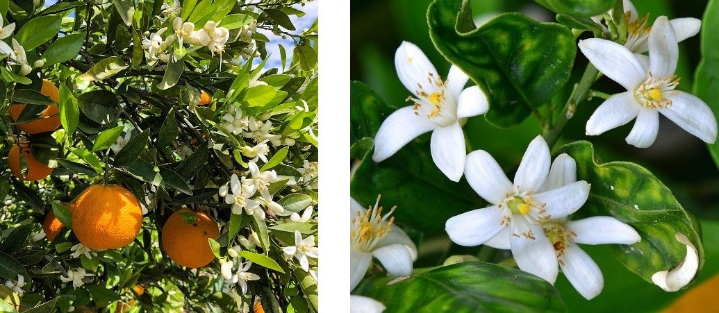 Bitter orange blossoms and ripe bitter oranges on a vibrant tree, with glossy green leaves and delicate white flowers, convey a fresh, fragrant, and sunny atmosphere.