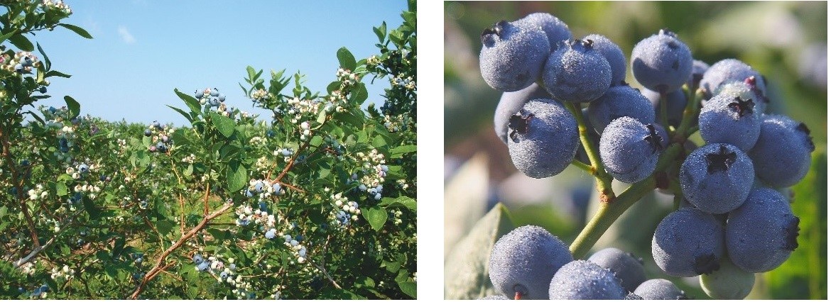 Blueberry bushes under a clear blue sky, laden with clusters of ripe, plump berries. Close-up shows frosty dew on the blueberries, conveying freshness.