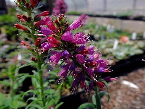 Close-up of vibrant purple and red borage with delicate petals and thin stems. Background shows blurred greenery in a greenhouse setting.