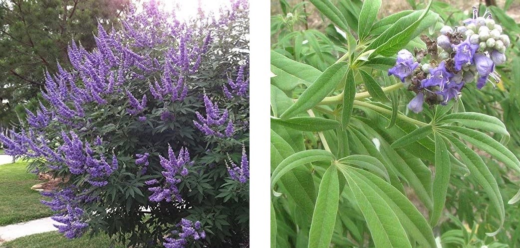 Two images displaying vitex flowers, characterized by their purple petals and verdant green leaves.